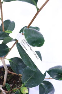 Camelia Higo - Kumagai