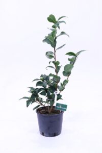 Camelia Japonica - Mrs. Charles Cobb