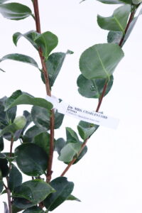 Camelia Japonica - Mrs. Charles Cobb