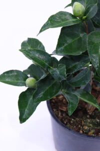 Camelia Japonica - Mrs. Charles Cobb