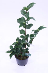 Camelia Japonica - Mrs. Charles Cobb