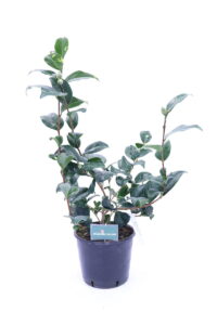 Camelia Japonica - Pregiatissima
