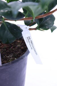 Camelia Japonica - Pregiatissima