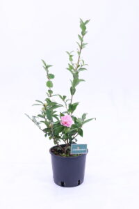 Camelia Sasanqua - Jean May