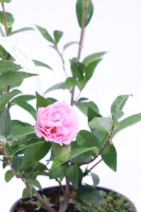 Camelia Sasanqua - Jean May