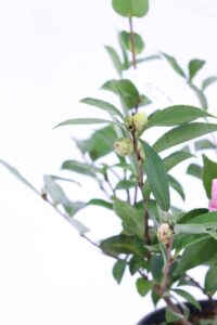 Camelia Sasanqua - Jean May