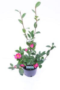 Camelia Sasanqua - Kanjiro