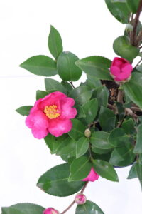 Camelia Sasanqua - Kanjiro