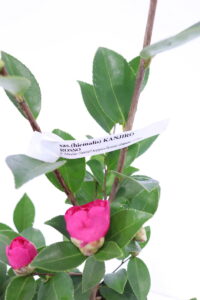 Camelia Sasanqua - Kanjiro