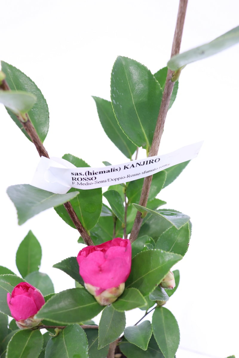 Camelia Sasanqua - Kanjiro