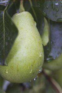 Pero - Decana D'Inverno