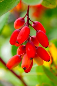 pianta-bacche-di-goji Pianta di bacche di Goji Online