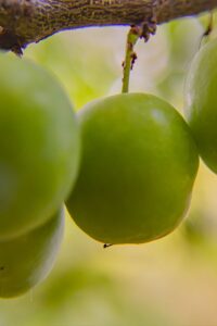 Pianta di Susina Regina Claudia Verde