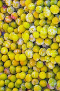 Pianta di Susina Regina Claudia Gialla