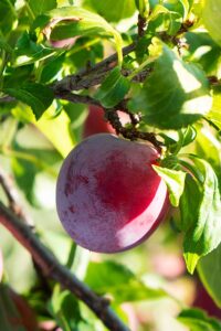 pianta-di-susina-santa-rosa Pianta di Susina Santa Rosa