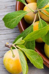 pianta-di-susina-shiro Pianta di Susina Shiro