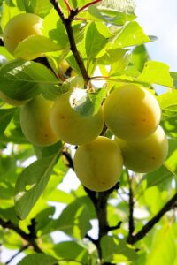 Pianta di Susina Sorriso di Primavera