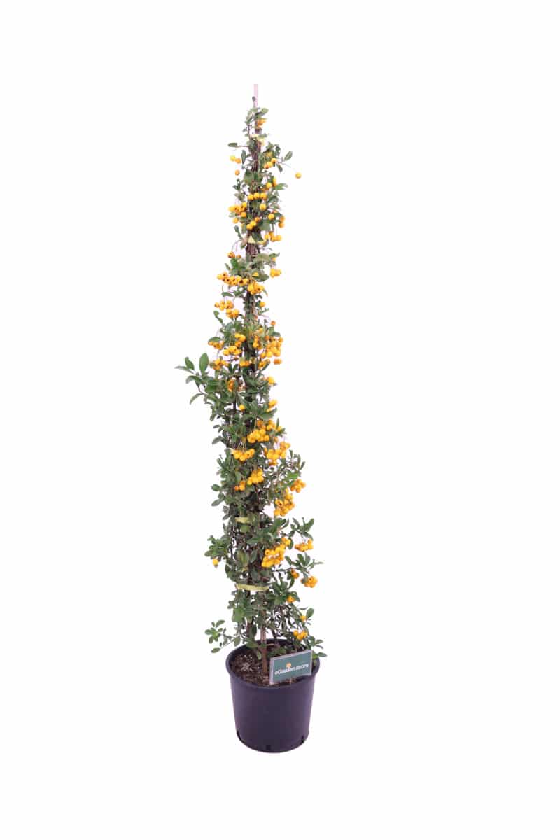 pyracantha gialla v16 egarden.store online