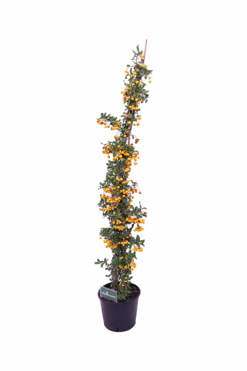 pyracantha gialla v16 egarden.store online