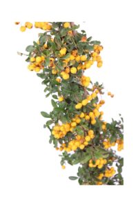 pyracantha gialla v16 egarden.store 4 pyracantha gialla v16 egarden.store online