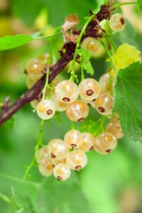 Ribes Bianco - Ribes Sativum