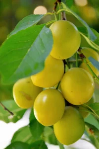 susina-san-francesco egarden.store online