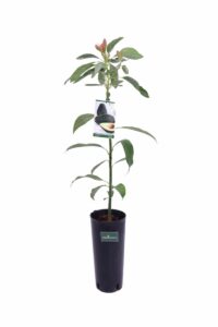 Avocado v17 egarden.store online