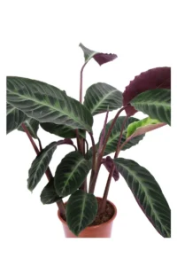 Calathea Warscewiczii v17 egarden.store online