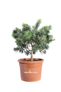 Callistemon Little John v25 egarden.store online