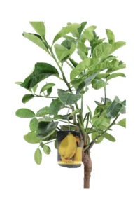 Cedro Nano - Citrus Medica v20 egarden.store online