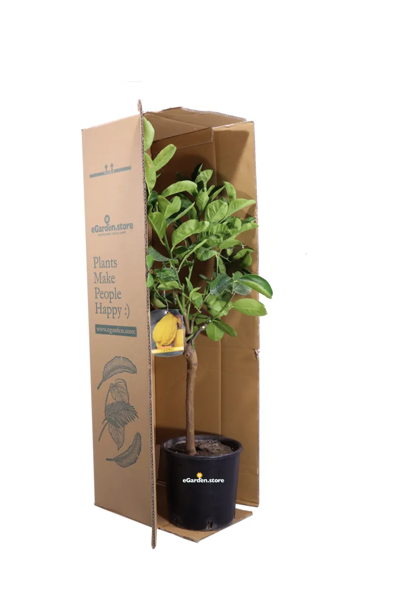 Cedro Nano - Citrus Medica v20 egarden.store online