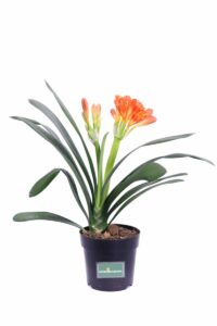 Clivia Arancione v15 egarden.store online