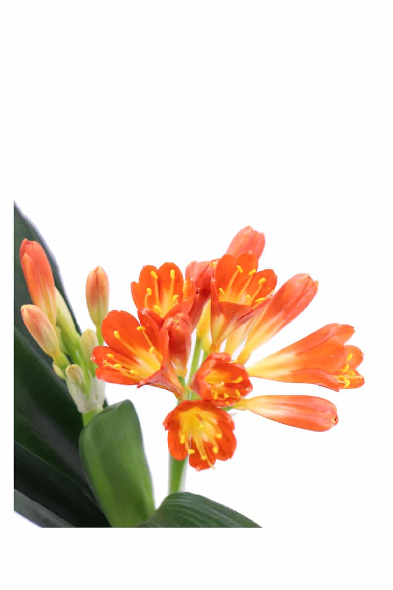 Clivia Arancione v15 egarden.store online