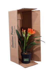 Clivia Arancione v15 egarden.store online
