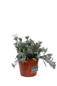 Convolvolo Bianco v14 egarden.store online