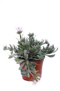 Convolvolo Bianco v14 egarden.store online