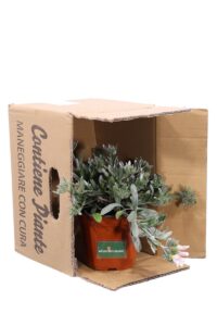 Convolvolo Bianco v14 egarden.store online