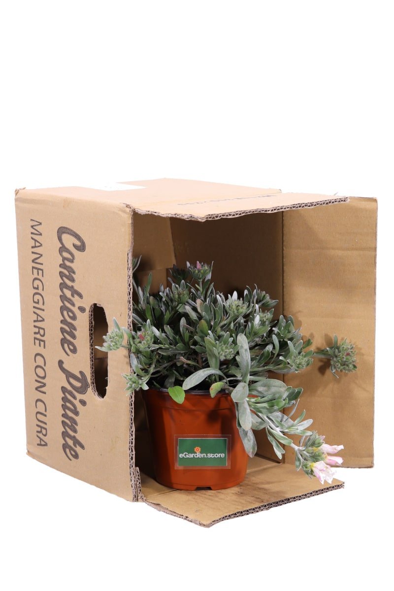 Convolvolo Bianco v14 egarden.store online