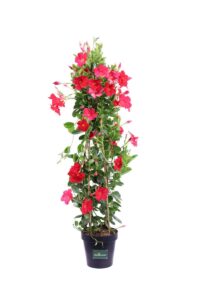 Dipladenia Sanderi Rossa v20 egarden.store online