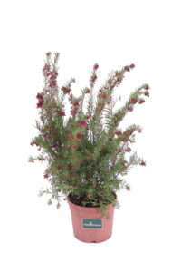 Grevillea Gracilis Rosea v18 egarden.store online
