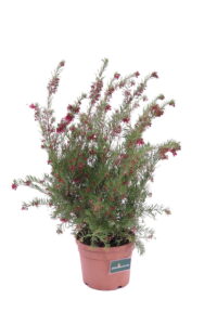 Grevillea Gracilis Rosea v18 egarden.store online