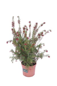Grevillea Gracilis Rosea v18 egarden.store online