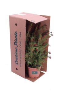 Grevillea Gracilis Rosea