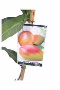 Mango v17 egarden.store 4 Mango v17 egarden.store online