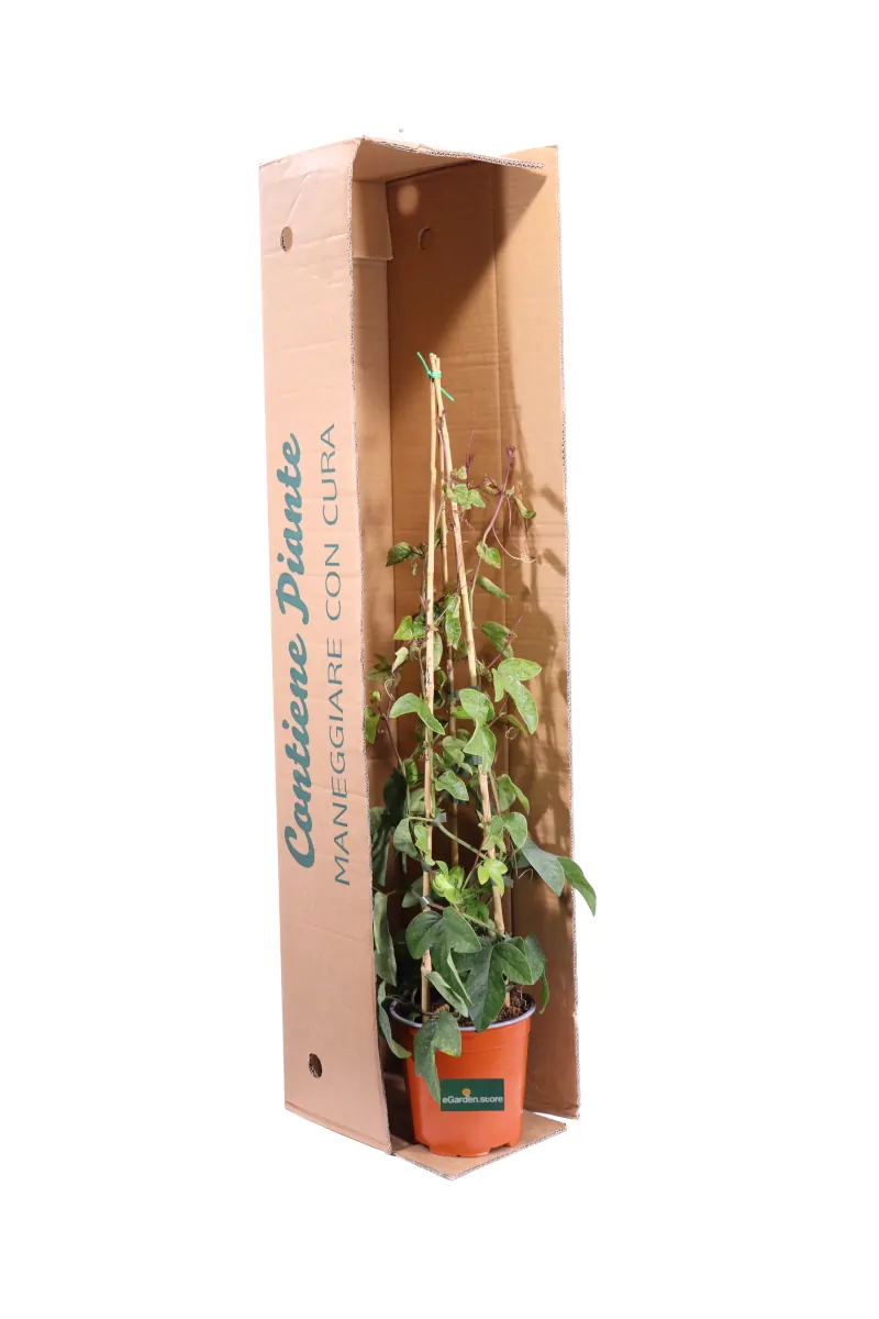 Passiflora Imperatrice Eugenia v16 egarden.store online