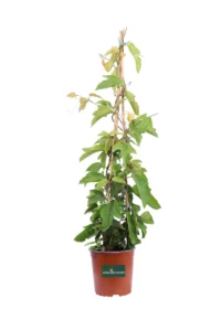 Passiflora Vitifolia v16 egarden.store online