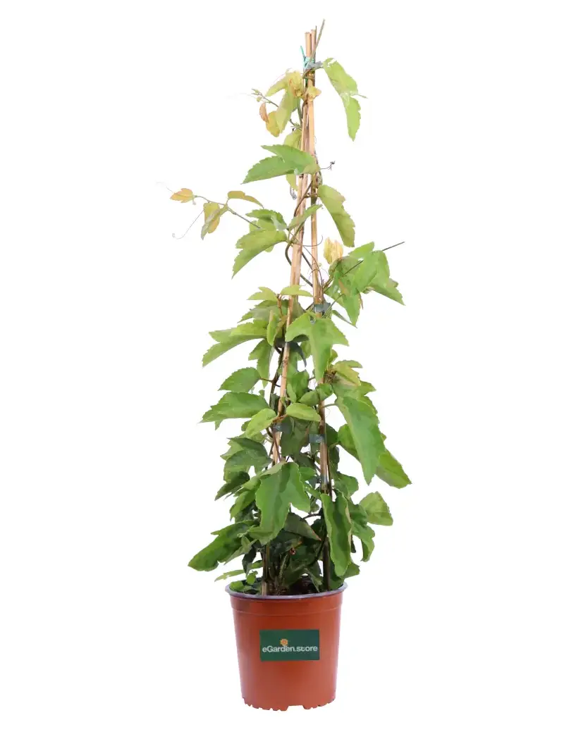 Passiflora Vitifolia v16 egarden.store online