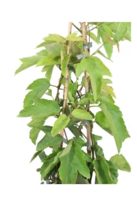 Passiflora Vitifolia v16 egarden.store online