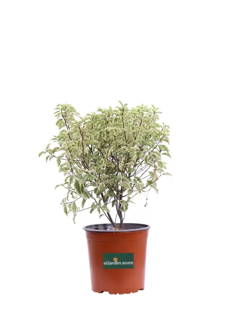 Pittosporum Tenuifolium Silver Queen v18 egarden.store online