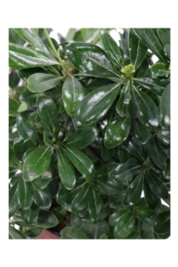 Pittosporum Tobira v16 egarden.store online